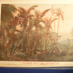 Carte Postala-ilustrata -Posta Militara Seychelles,Franta ,primul razboi mondial