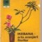 Laura Sigarteu Petrina - Ikebana - arta aranjarii florilor