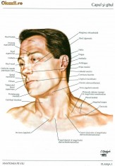 Atlas de Anatomie a omului editia a 5-a[Frank Netter]-FORMAT PDF foto