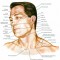 Atlas de Anatomie a omului editia a 5-a[Frank Netter]-FORMAT PDF