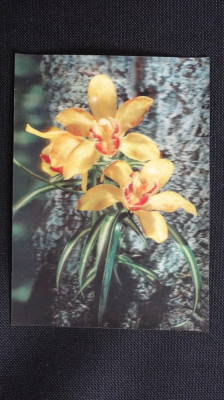 Vedere 3D - Flora - Orhidee foto