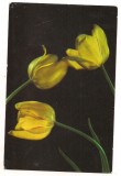 #carte postala(ilustrata)-FLORI-
