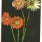 #carte postala(ilustrata)-FLORI
