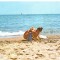 CPI (B4331) SOARE SI MARE, EDITURA SPORT-TURISM, NECIRCULATA, (9659)