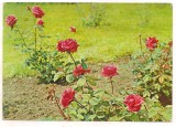 #carte postala(cod 229/68)-FLORI-Trandafiri