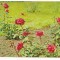 #carte postala(cod 229/68)-FLORI-Trandafiri