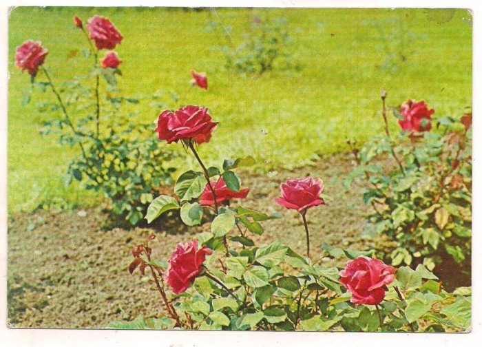 #carte postala(cod 229/68)-FLORI-Trandafiri