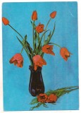 #carte postala(marca fixa)-FLORI-Lalele