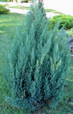 IENUPAR CHINEZESC - Juniperus chinensis &amp;amp;bdquo;Stricta&amp;amp;rdquo; &amp;amp;ndash; 11 lei foto