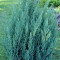 IENUPAR CHINEZESC - Juniperus chinensis Stricta 16 lei