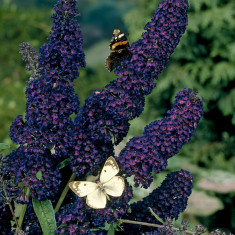 LILIAC DE VARA - Buddleja davidii &amp;amp;lsquo;Black Knight&amp;amp;rsquo; &amp;amp;ndash; 12 lei foto