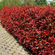 Photinia fraseri Camilvy &amp;amp;ndash; Photinia &amp;amp;ndash; 18 lei foto