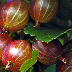 Ribes uva-crispa &amp;#039;Hinnonmaki Rod&amp;#039; - agris rosu, arbust fructifer foto