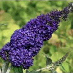 LILIAC DE VARA - Buddleja davidii &amp;#039;Adonis Blue&amp;#039; Adokeep&amp;#039; &amp;amp;amp;ndash; 12 lei foto