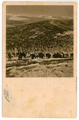 1074 - Transilvania, Forest 7 Judecatori - old postcard - used - 1916 foto