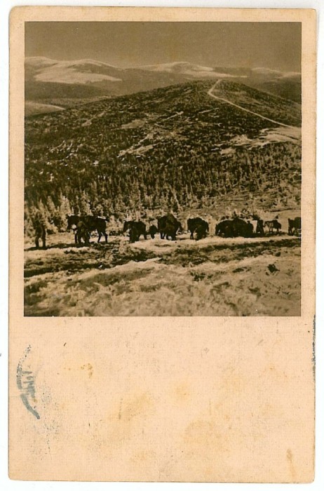 1074 - Transilvania, Forest 7 Judecatori - old postcard - used - 1916