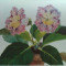 Printesa Bibescu/ Princesse Bibesco - Florile/ The Flowers, anii &#039;40