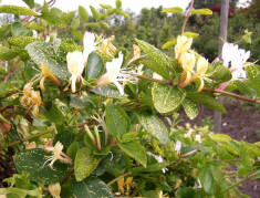 Lonicera Japonica - Aoreoreticulata foto