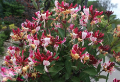 Lonicera Japonica - American Beauty foto