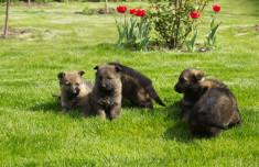 Vand pui ciobanesc german cu pedigree. foto