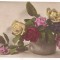#carte postala(ilustrata)-FLORI-trandafiri anul 1924