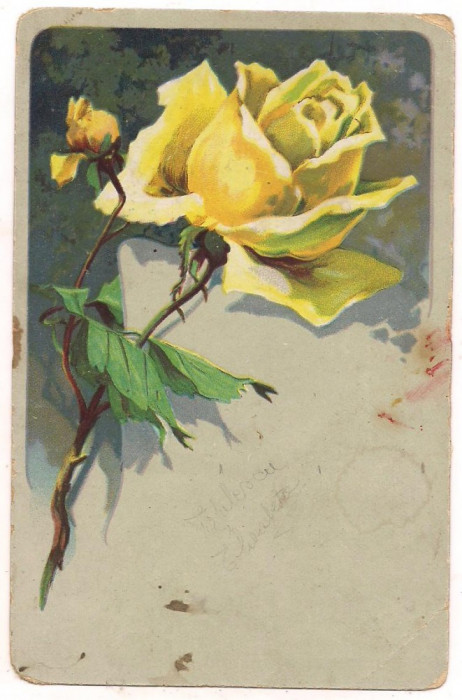 #carte postala(ilustrata)-FLORI-trandafiri anul 1919
