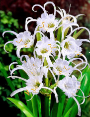 CRIN PAIANJEN ALB - Bulb Ismene &amp;quot;Festalis &amp;quot; Hymenocallis &amp;#039;Festalis &amp;#039; foto