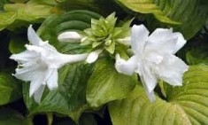 HOSTA SAU CRINUL DE TOAMNA - soiul hosta plantaginea var.grandiflora foto