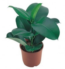 FICUS foto