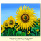 Tablou floarea soarelui (4) - ulei pe panza 60x50cm, livrare gratuita in 24h