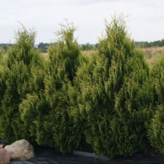 Thuja plicata &amp;#039;Cornic - tuia gigant 11 lei foto