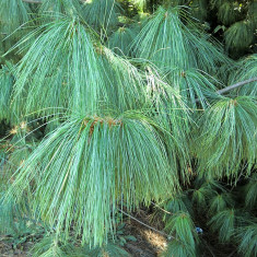 PIN DE HIMALAYA - Pinus griffity (wallichiana) &amp;amp;ndash; 11 lei foto