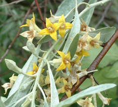 Salcie parfumata - Elaeagnus angustifolia foto