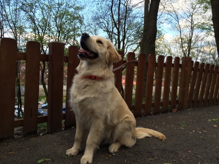 Vand Caine Golden Retriever Cu Pedigree Varsta 11 Luni Mascul