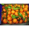 Portocale proaspete vrac, 0.50RON/kg, stoc nelimitat