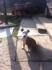 pui pitbull/amstaff rasa pura...sau schimb cu telefon cu android foto