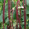 20 seminte Fasole chinezeasca lunga rosie Neteda