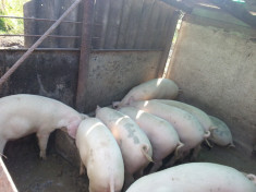 Vand porci rasa marele alb mici si mari, greutate 80 si 140 kg, crescuti in gospodarie proprie, hraniti eco doar cu produse naturale foto