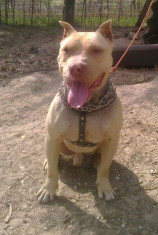 Pitbull red nose schimb ps3/xbox 360/diverse foto