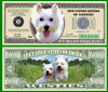 USA 1 Million Dollars Caine Westie UNC