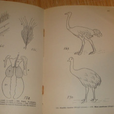 Atlas de zoologie descriptiva - A. Popovici Baznosanu - interbelica