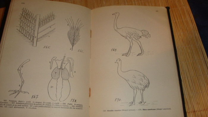 Atlas de zoologie descriptiva - A. Popovici Baznosanu - interbelica