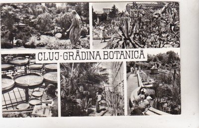 BNK cp Cluj - Gradina botanica - uzata foto