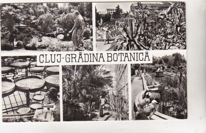 BNK cp Cluj - Gradina botanica - uzata