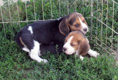 Vand pui beagle superb foto