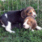 Vand pui beagle superb