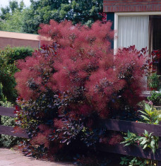 SCUMPIE ROSIE - Cotinus coggygria Royal Purple - 40 cm - pret 20 lei foto