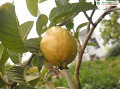 GUAVA GALBENA (psidium guajava) - ARBUST FRUCTIFER EXOTIC - plic cu 20 seminte foto