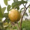 GUAVA GALBENA (psidium guajava) - ARBUST FRUCTIFER EXOTIC - plic cu 20 seminte