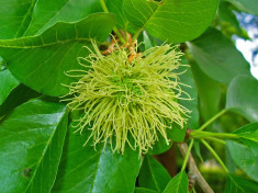 MACLURA - Maclura pomifera - 6 lei foto